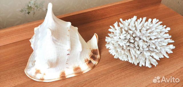 Раковина морская большая + Коралл