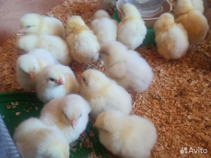 Цыплята бройлеры