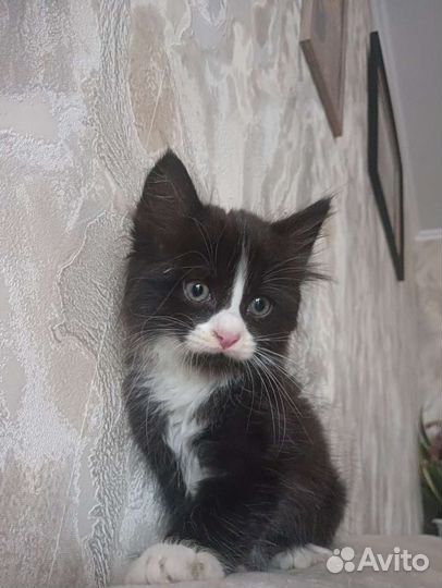 Котик ждёт любящее сердечко
