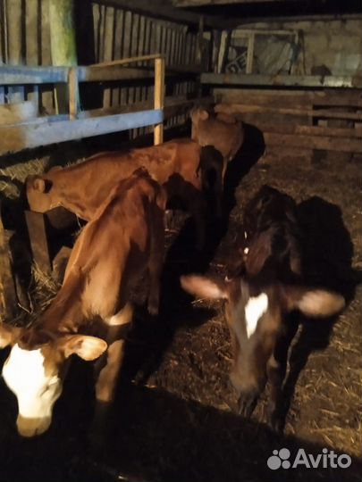 Бычок и телка