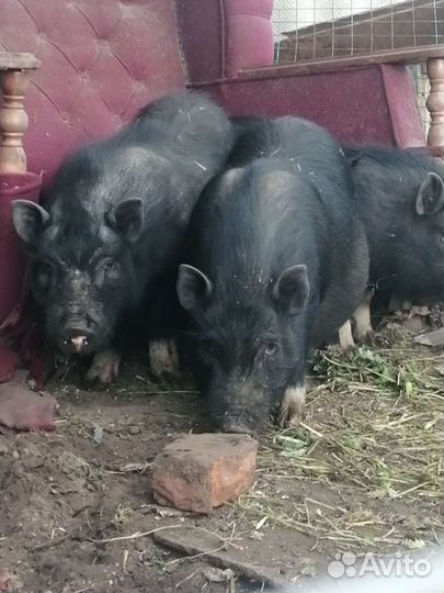 Вьетнамские поросята