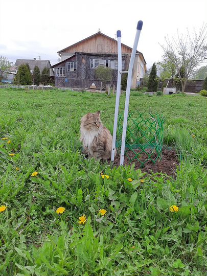 Участок 25 сот. (ИЖС)