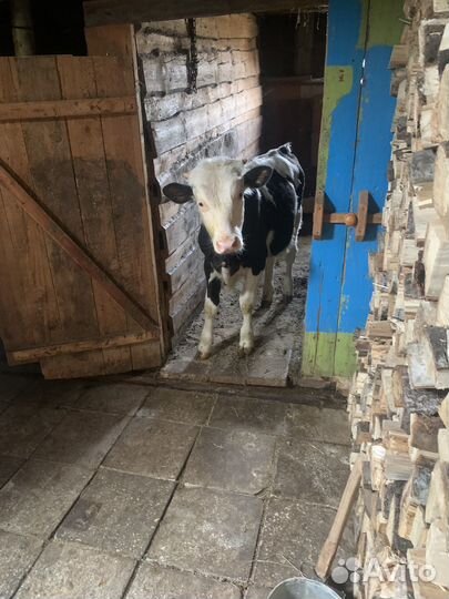 Бычок 6 месяцов