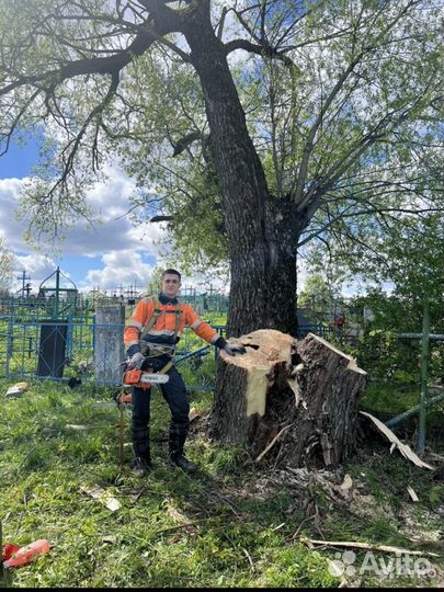 Спил аварийных деревьев