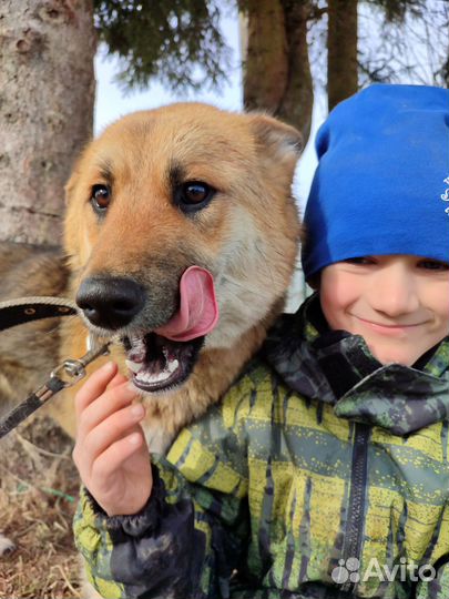 Метис Акита-ину