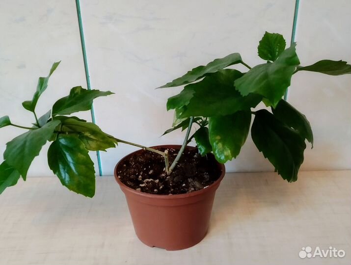 Гибискус китайская роза