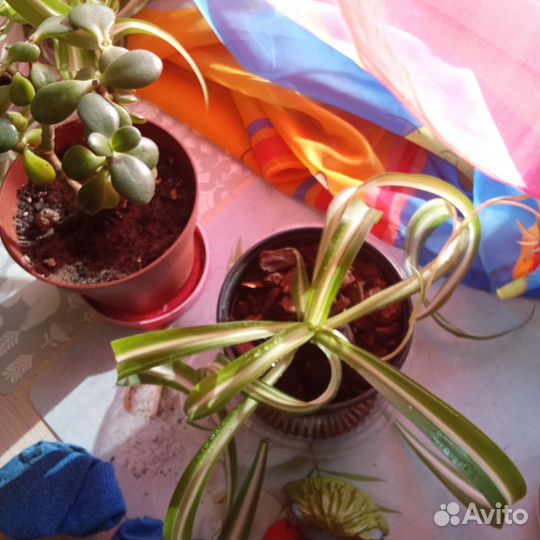 Различные зелёные полезные растения