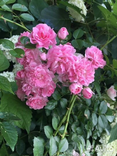 Старинная английская Роза