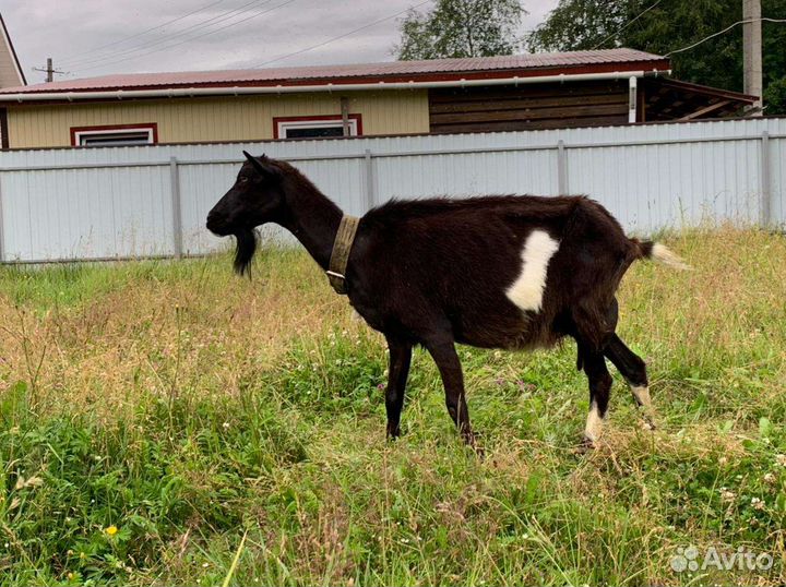 Коза и козлята