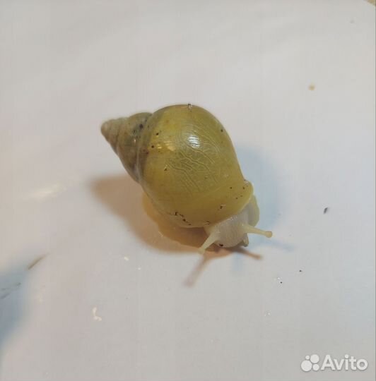 Улитки ахатины