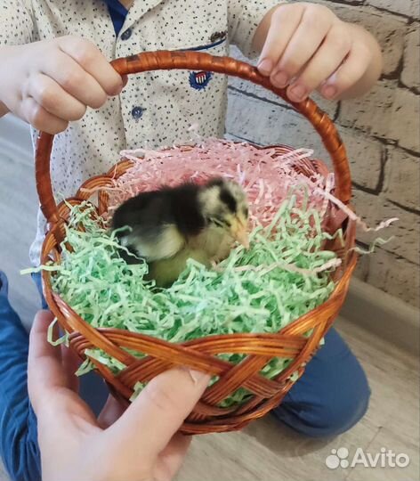 Инкубационное яйцо