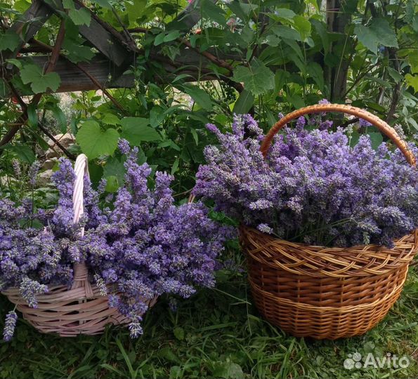 Букет лаванды сухоцвет