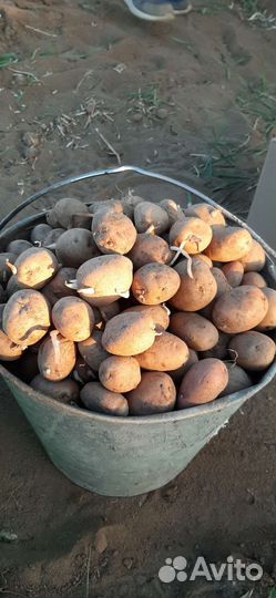 Семенной картофель