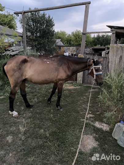 Лошадь кобыла