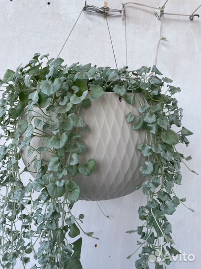 Кашпо с дихондрой