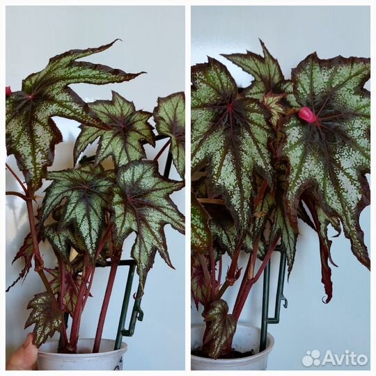 Фикусы,бегония,традесканция