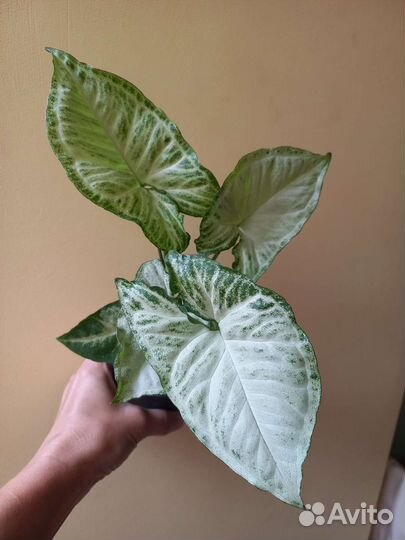 Цветы домашние