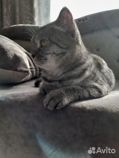 Кошка в дар