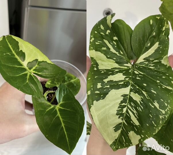 Плетущиеся растения