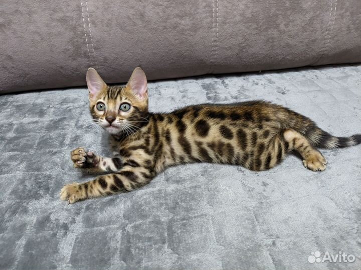Бенгальские котята для самых любящих хозяев