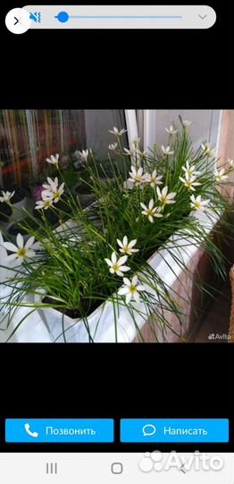 Зефирка(белая) или выскоки