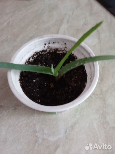 Гиппеаструм, алоэ