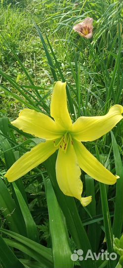 Лилейники сортовые