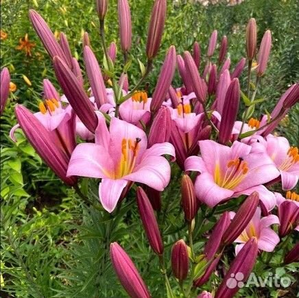 Лилия Пинк Планет (цена за 2 луковицы)