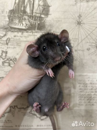 Крысята Дамбо мальчики 3 месяца