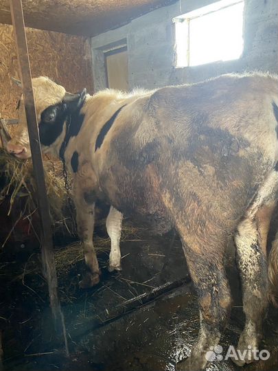 Продам телочку,телку,быков на племя
