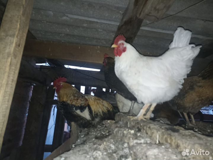 Продам петухов