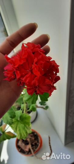 Пеларгония герань
