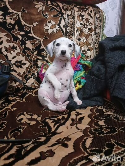 Далматинец щенок