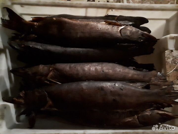 Рыба копченая. Кета, щука, горбуша,скумбрия и др