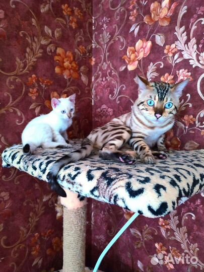 Бенгальские котята