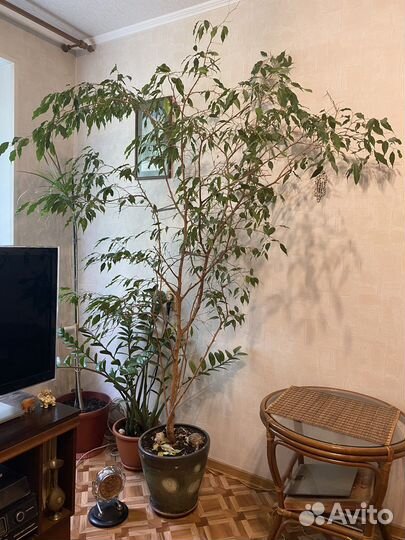 Фикус Бенджамина. Комнатные цветы