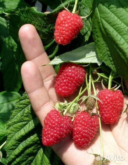 Малина, голубика, ежевика, смородина (саженцы)