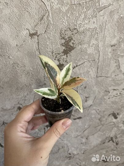 Фикус Эластика Мелани вариегатная