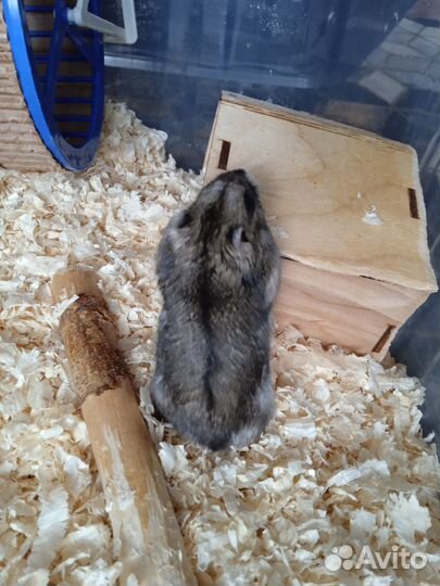 Джунгарский хомяк с клеткой