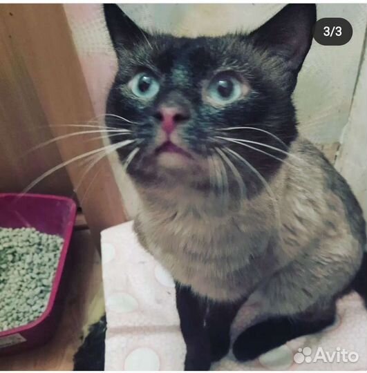 Котик Сиам