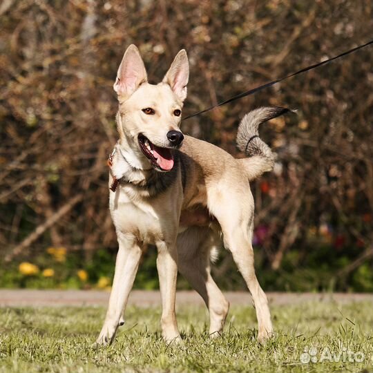 Щенок-подросток Балу в надежные руки бесплатно