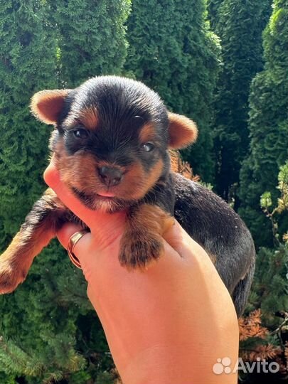 Йорики мальчики шоко / черный