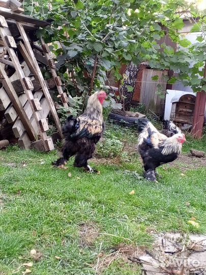 Петухи породистые