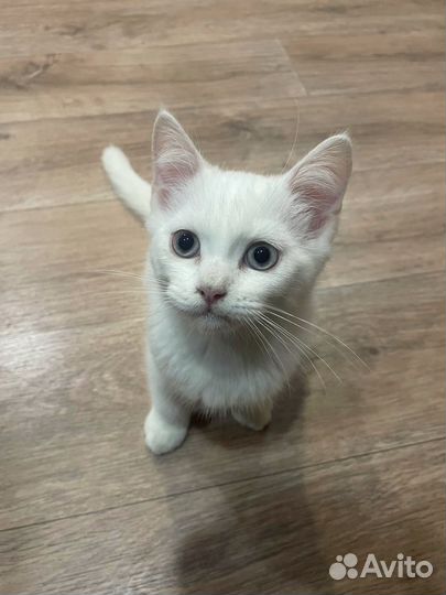 Мальчик в добрые руки