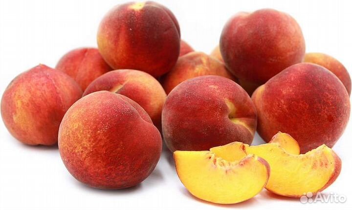 Персик морозостойкий, 3 летка, 180см