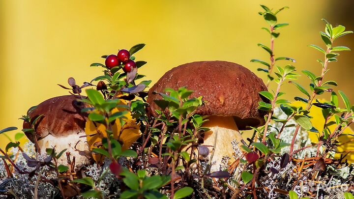 Грибной тур на авто из Петрозаводска,Карелия