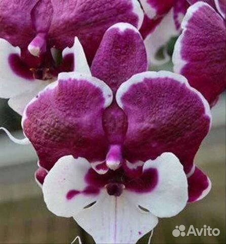 Орхидея фаленопсис Санта Клаус