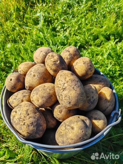 Продам картофель (урожай 2023)