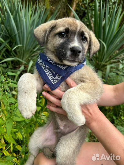 Щенки в хорошие руки