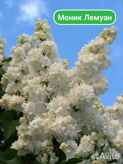 Саженцы сирени сортовой